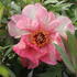 Paeonia suffruticosa 'Hesperus'_1.JPG