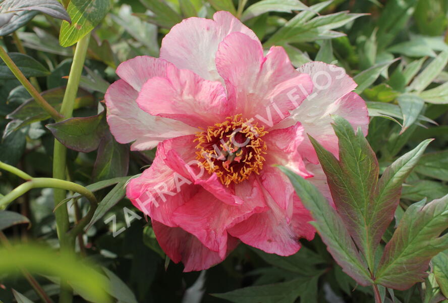 Pivoňka dřevitá 'Hesperus' - Paeonia suffruticosa 'Hesperus'