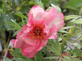 Pivoňka dřevitá 'Hesperus' - Paeonia suffruticosa 'Hesperus'