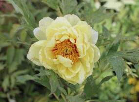 Pivoňka dřevitá 'High Noon' - Paeonia suffruticosa 'High Noon'