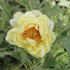 Paeonia suffruticosa 'High Noon'.JPG