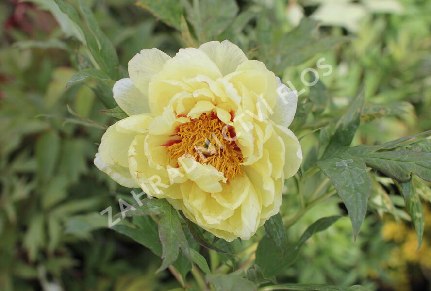 Pivoňka dřevitá 'High Noon' - Paeonia suffruticosa 'High Noon'
