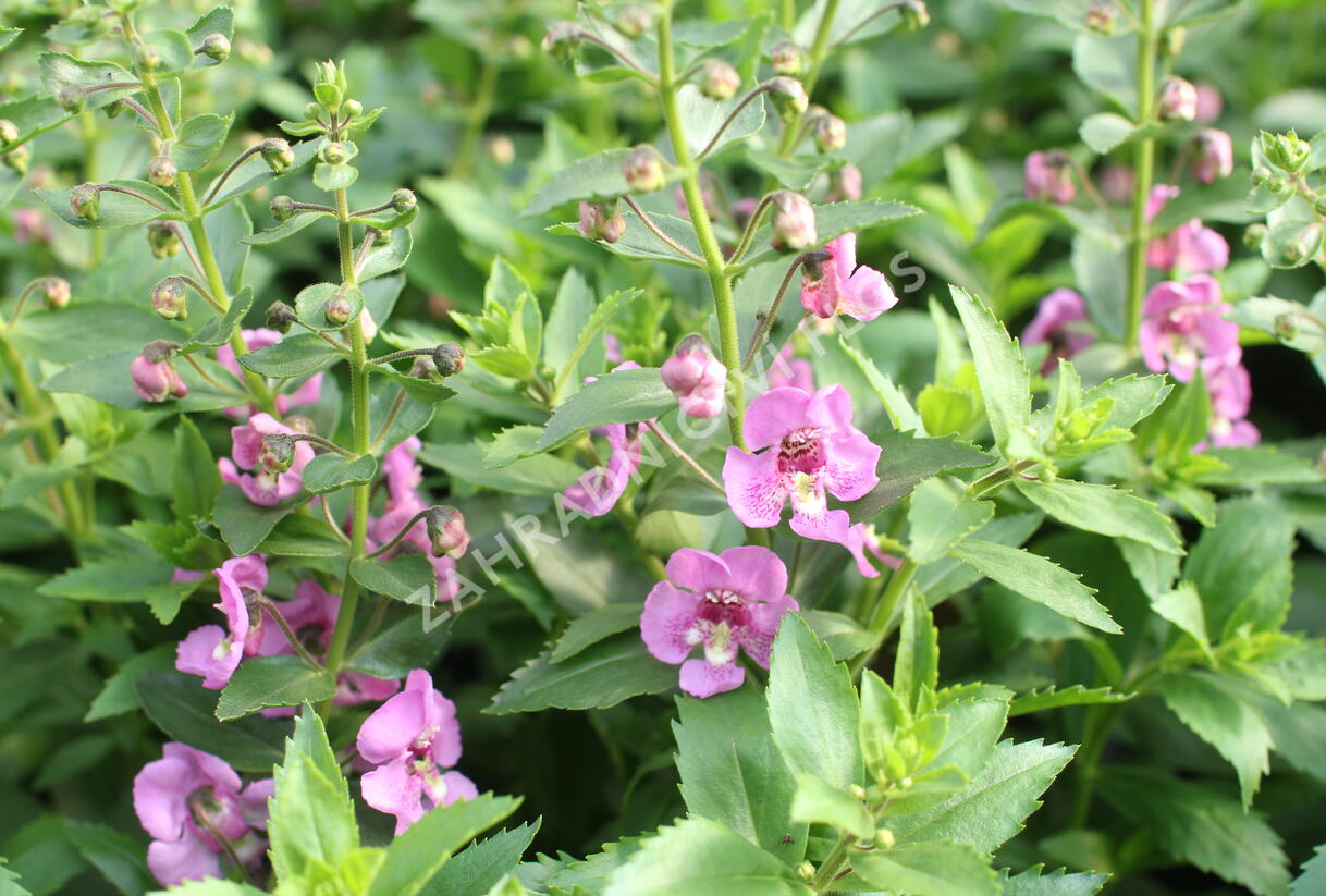 Angelonie úzkolistá Alonia 'Pink Flirt' - Angelonia angustifolia Alonia 'Pink Flirt'