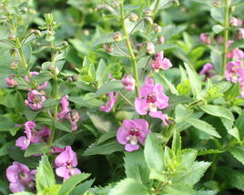 Angelonie úzkolistá Alonia 'Pink Flirt'