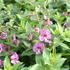 Angelonia angustifolia Alonia 'Pink Flirt'.JPG