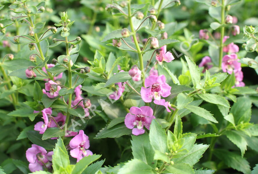 Angelonie úzkolistá Alonia 'Pink Flirt' - Angelonia angustifolia Alonia 'Pink Flirt'
