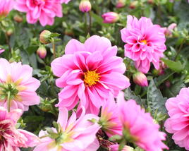 Jiřina 'Lubega Special Rose Eye'