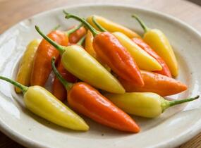 Paprika chilli okrasná 'Foxta' - Capsicum annuum 'Foxta'