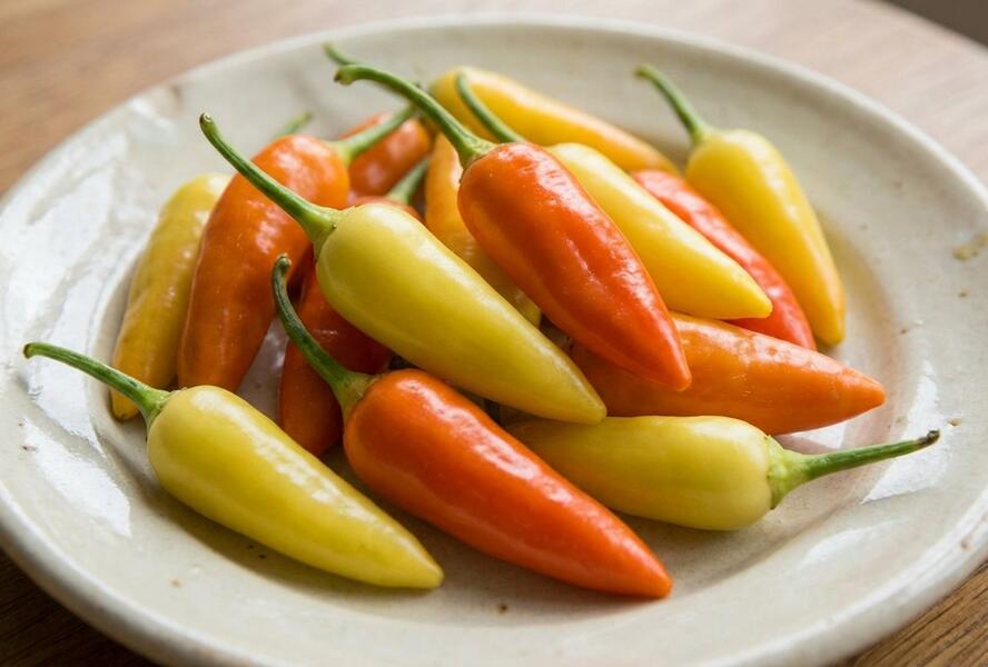 Paprika chilli okrasná 'Foxta' - Capsicum annuum 'Foxta'
