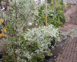 Hlošina 'Quicksilver'