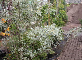 Hlošina 'Quicksilver' - Elaeagnus 'Quicksilver'