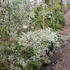 Elaeagnus 'Quicksilver' 1.JPG