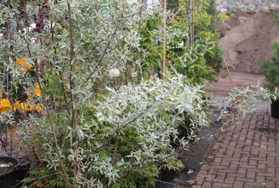 Hlošina 'Quicksilver' - Elaeagnus 'Quicksilver'