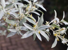 Hlošina 'Quicksilver' - Elaeagnus 'Quicksilver'