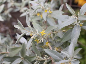 Hlošina 'Quicksilver' - Elaeagnus 'Quicksilver'
