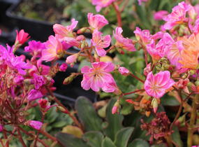Levisie 'Regenbogen' - Lewisia x cotyledon 'Regenbogen'