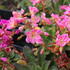 Lewisia x cotyledon 'Regenbogen' 1.JPG