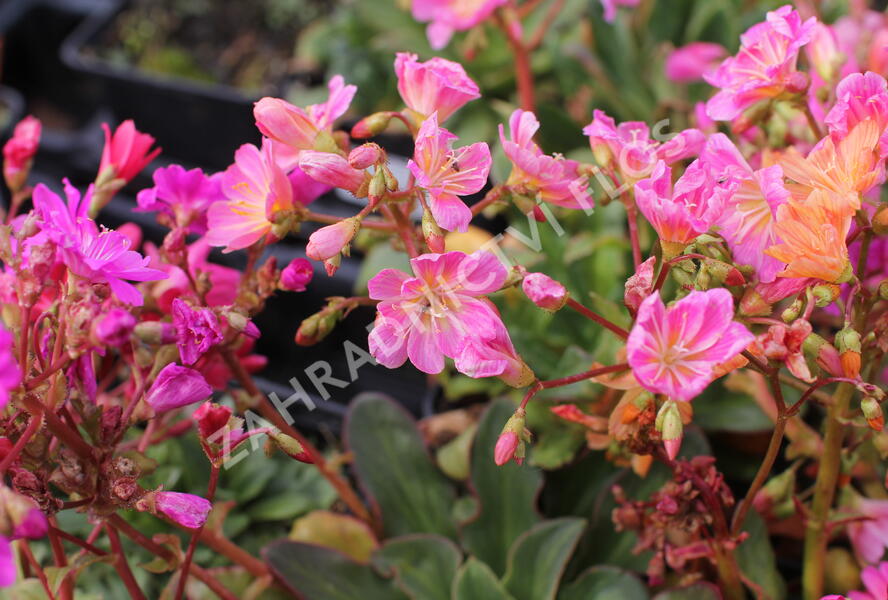 Levisie 'Regenbogen' - Lewisia x cotyledon 'Regenbogen'