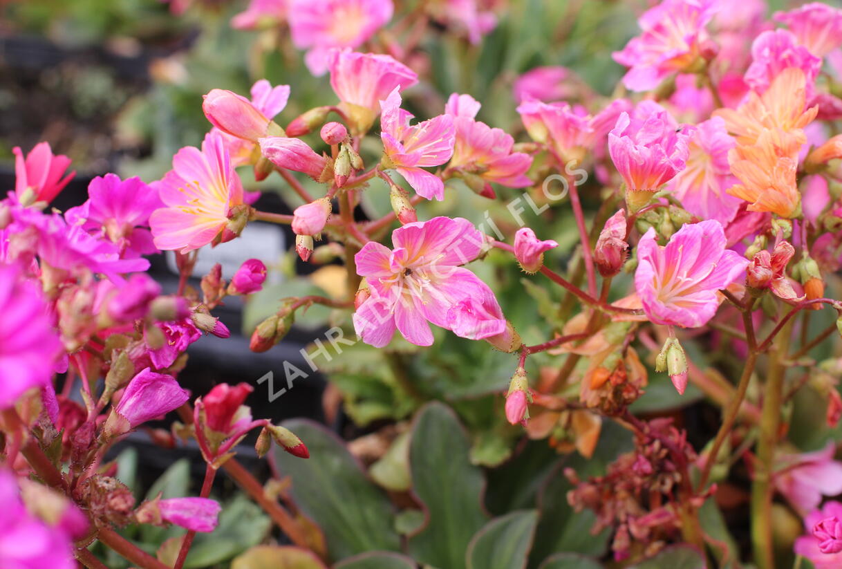 Levisie 'Regenbogen' - Lewisia x cotyledon 'Regenbogen'