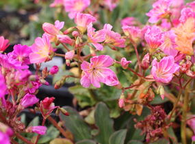 Levisie 'Regenbogen' - Lewisia x cotyledon 'Regenbogen'