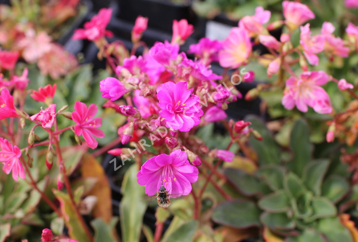 Levisie 'Regenbogen' - Lewisia x cotyledon 'Regenbogen'
