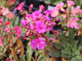 Levisie 'Regenbogen' - Lewisia x cotyledon 'Regenbogen'