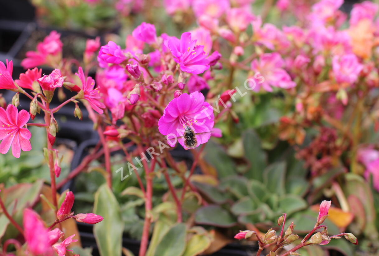 Levisie 'Regenbogen' - Lewisia x cotyledon 'Regenbogen'