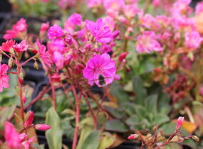 Levisie 'Regenbogen' - Lewisia x cotyledon 'Regenbogen'