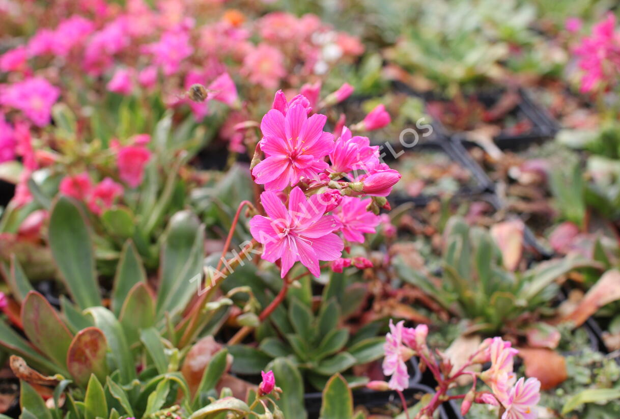 Levisie 'Regenbogen' - Lewisia x cotyledon 'Regenbogen'