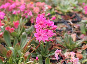 Levisie 'Regenbogen' - Lewisia x cotyledon 'Regenbogen'
