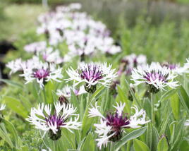 Chrpa horská 'Amethyst in Snow'