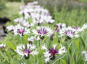 Chrpa horská 'Amethyst in Snow' - Centaurea montana 'Amethyst in Snow'