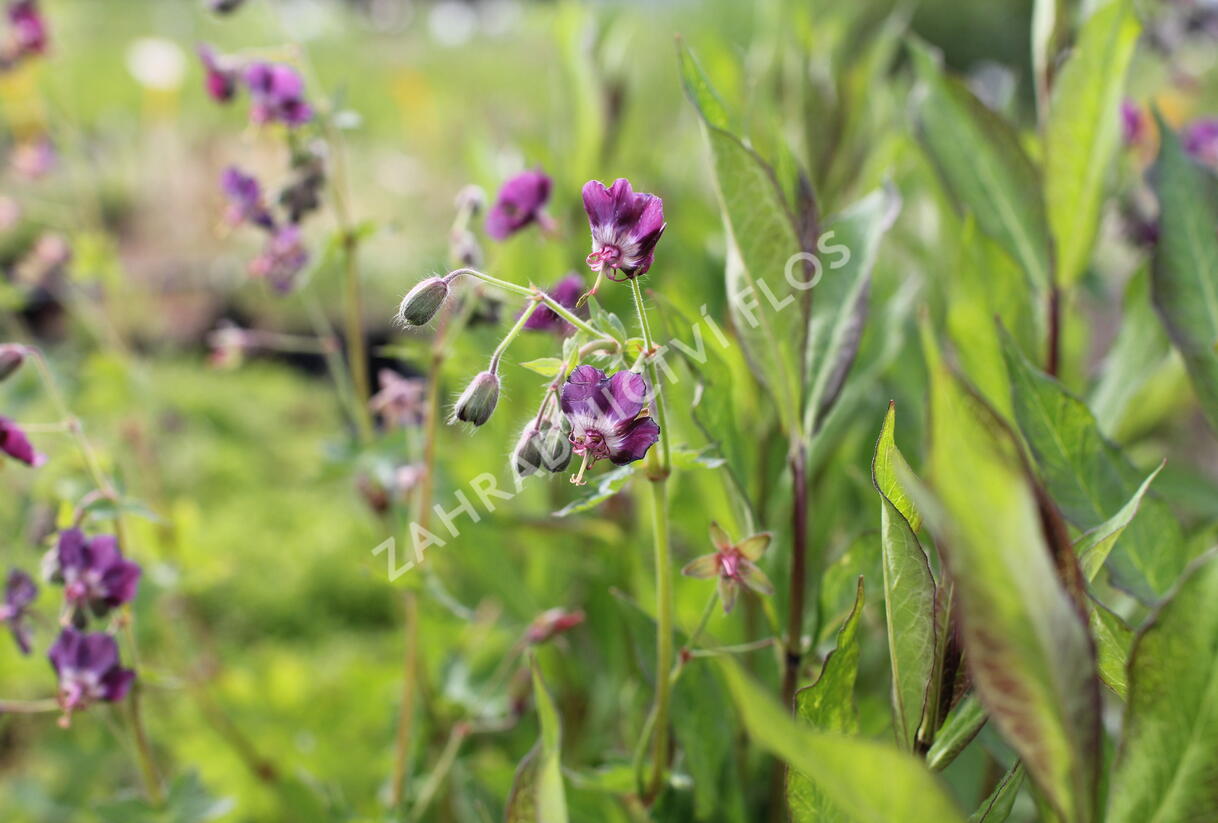 Kakost hnědočervený - Geranium phaeum