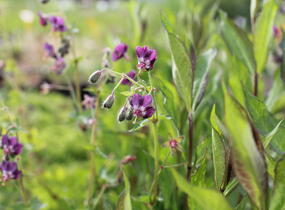 Kakost hnědočervený - Geranium phaeum
