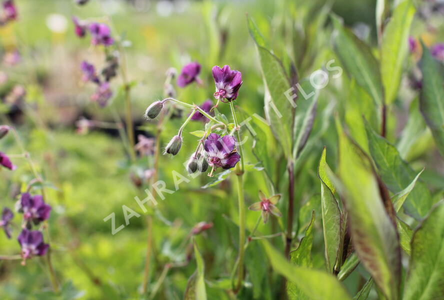 Kakost hnědočervený - Geranium phaeum
