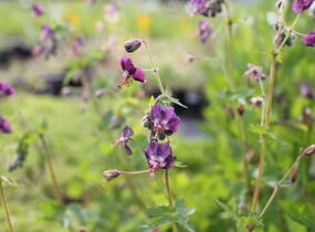 Kakost hnědočervený - Geranium phaeum