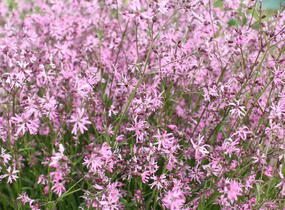 Kohoutek luční - Lychnis flos-cuculi