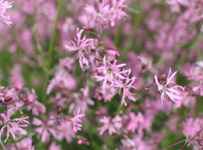 Kohoutek luční - Lychnis flos-cuculi