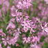 Lychnis flos-cuculi 2.JPG