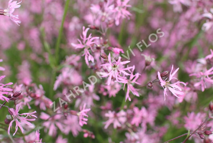 Kohoutek luční - Lychnis flos-cuculi