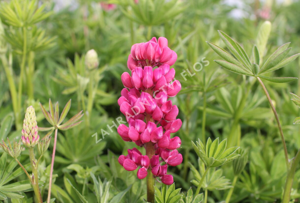 Lupina mnoholistá 'Russel Edelknabe rot' - Lupinus polyphyllus 'Russel Edelknabe rot'