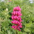 Lupinus polyphyllus 'Russel Edelknabe rot' 1.JPG