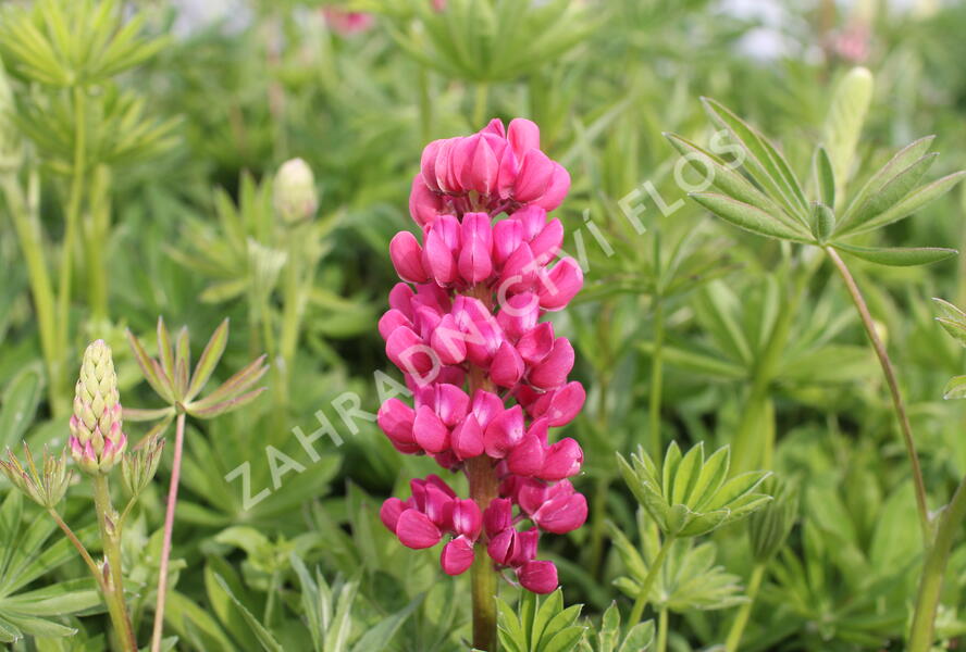 Lupina mnoholistá 'Russel Edelknabe rot' - Lupinus polyphyllus 'Russel Edelknabe rot'