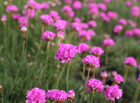 Trávnička přímořská 'Rosea Compacta' - Armeria maritima 'Rosea Compacta'