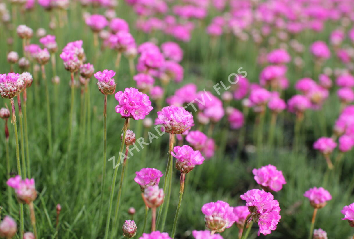 Trávnička přímořská 'Rosea Compacta' - Armeria maritima 'Rosea Compacta'
