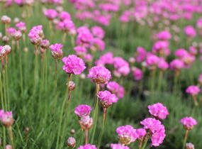 Trávnička přímořská 'Rosea Compacta' - Armeria maritima 'Rosea Compacta'