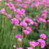 Armeria maritima 'Rosea Compacta' 1.JPG