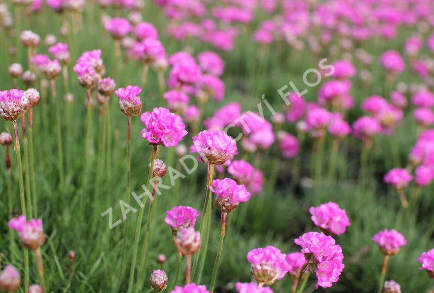 Trávnička přímořská 'Rosea Compacta' - Armeria maritima 'Rosea Compacta'