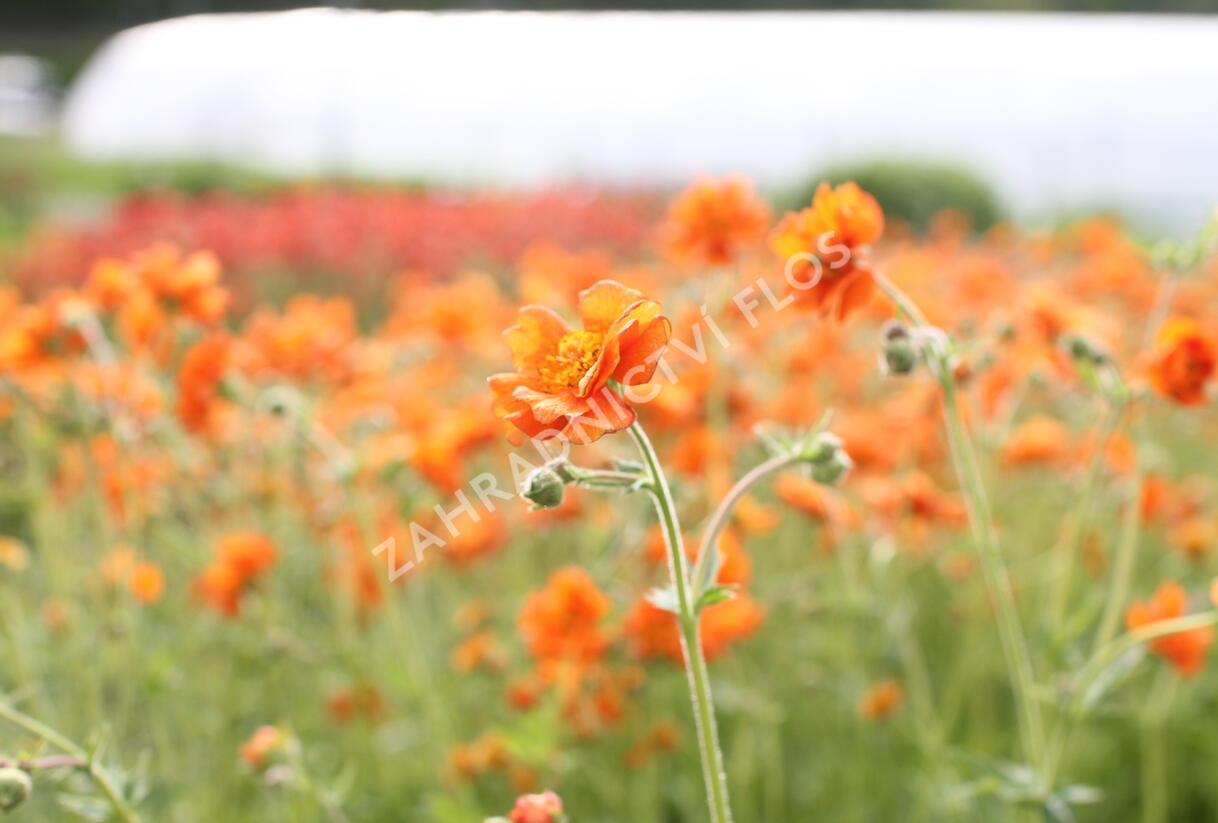 Kuklík 'Prinses Juliana' - Geum 'Prinses Juliana'