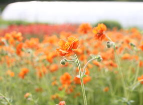 Kuklík 'Prinses Juliana' - Geum 'Prinses Juliana'